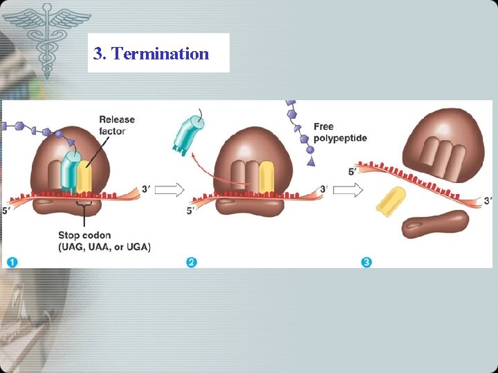 3. Termination 