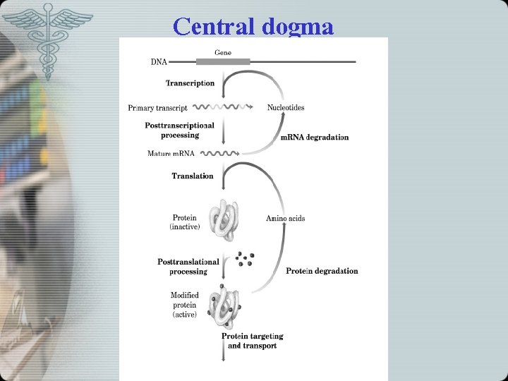 Central dogma 