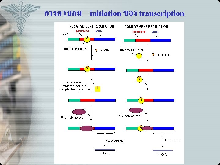 การควบคม initiation ของ transcription 