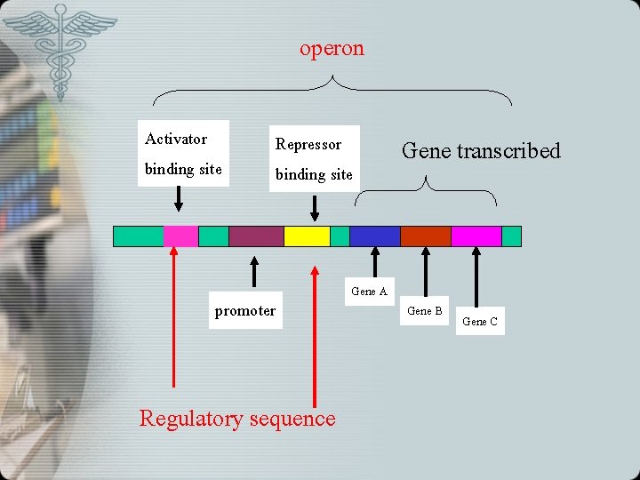 operon Activator binding site Repressor binding site promoter Regulatory sequence Gene A Gene transcribed