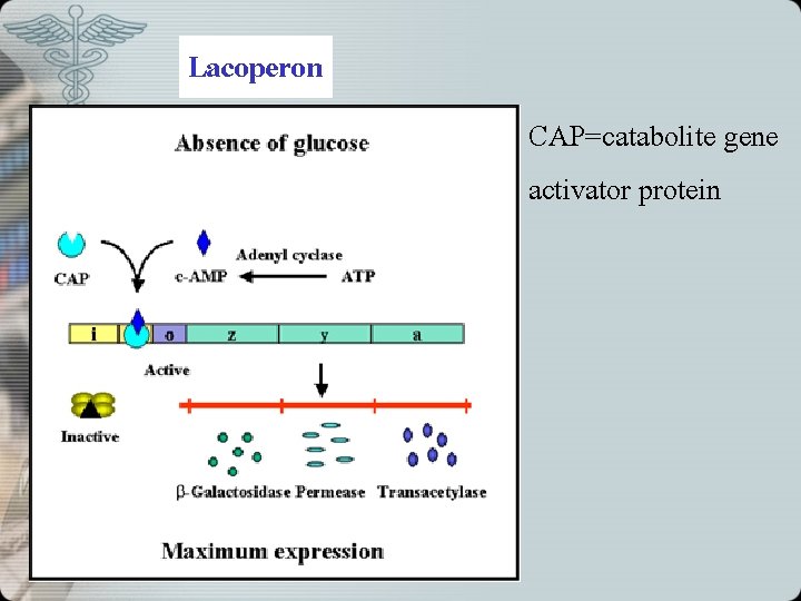 Lacoperon CAP=catabolite gene activator protein 