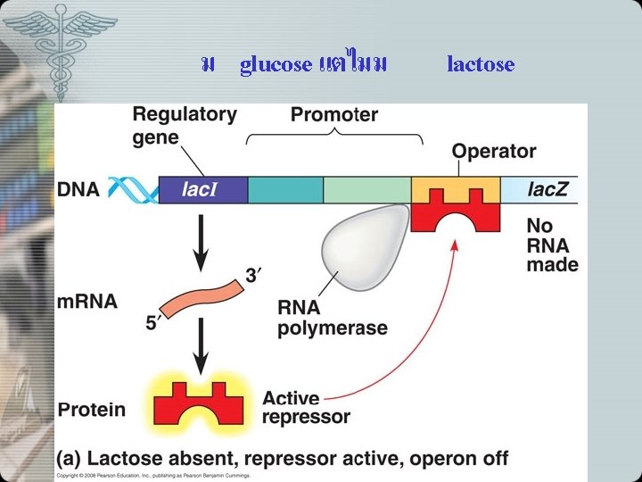 ม glucose แตไมม lactose 