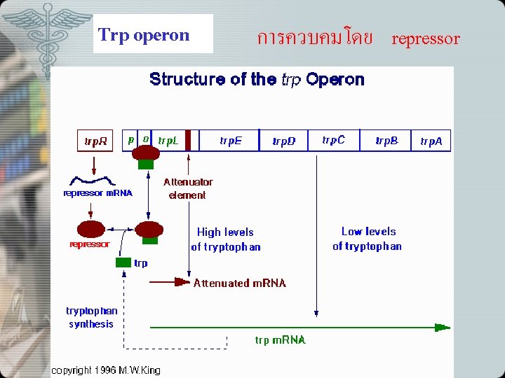 Trp operon การควบคมโดย repressor 