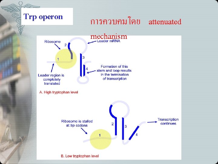 Trp operon การควบคมโดย attenuated mechanism 