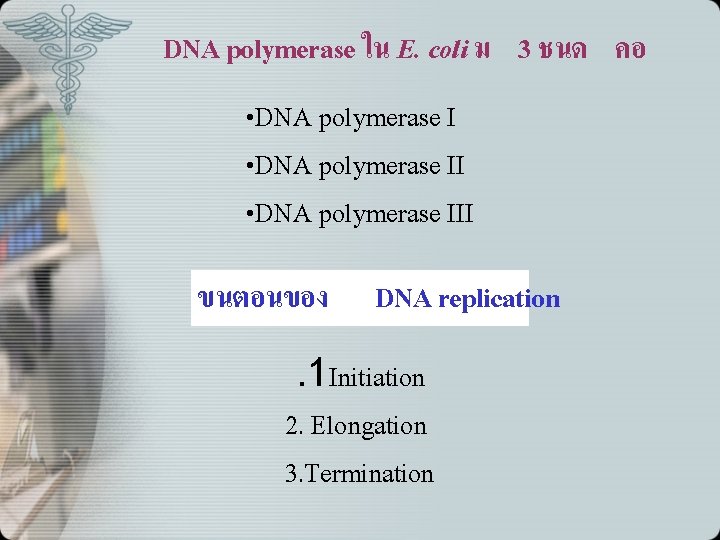 DNA polymerase ใน E. coli ม 3 ชนด คอ • DNA polymerase III ขนตอนของ