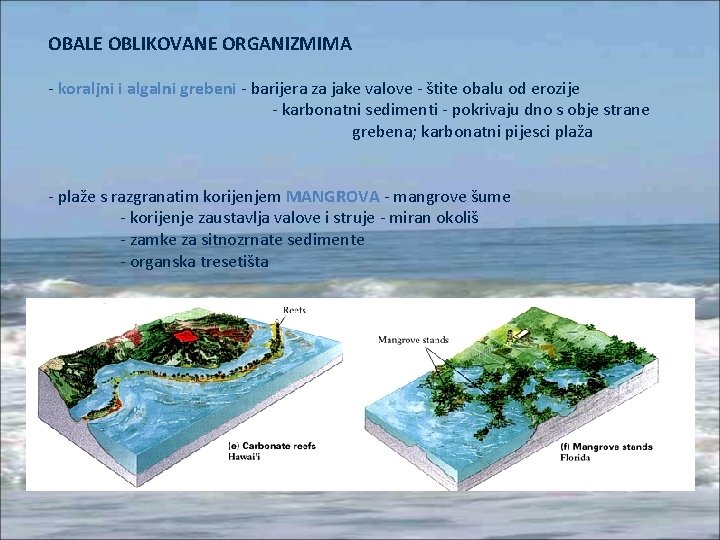 OBALE OBLIKOVANE ORGANIZMIMA - koraljni i algalni grebeni - barijera za jake valove -