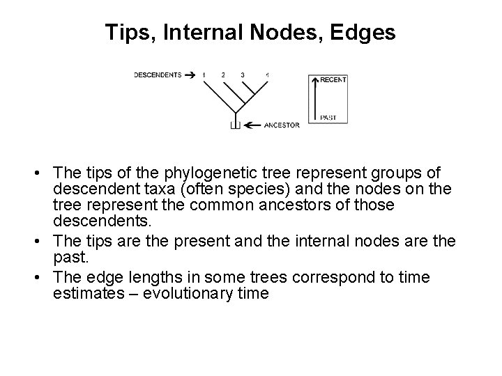 Tips, Internal Nodes, Edges • The tips of the phylogenetic tree represent groups of