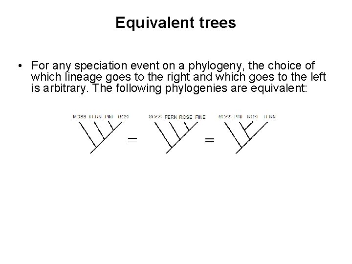 Equivalent trees • For any speciation event on a phylogeny, the choice of which