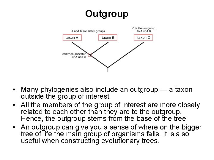 Outgroup • Many phylogenies also include an outgroup — a taxon outside the group