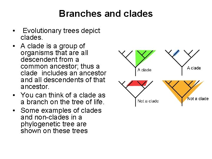 Branches and clades • Evolutionary trees depict clades. • A clade is a group