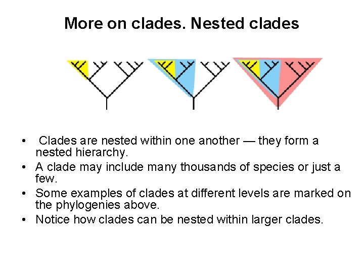 More on clades. Nested clades • Clades are nested within one another — they