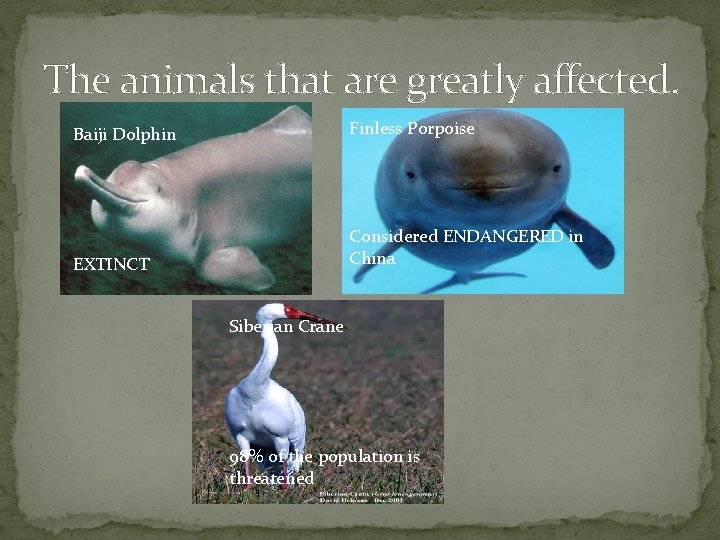 The animals that are greatly affected. Baiji Dolphin Finless Porpoise EXTINCT Considered ENDANGERED in