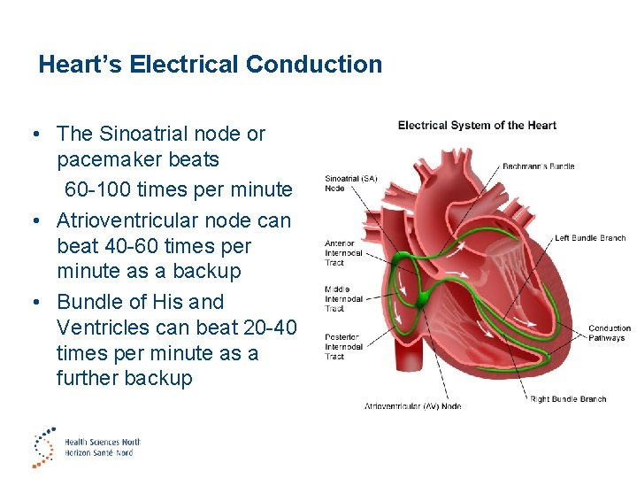 Heart’s Electrical Conduction • The Sinoatrial node or pacemaker beats 60 -100 times per