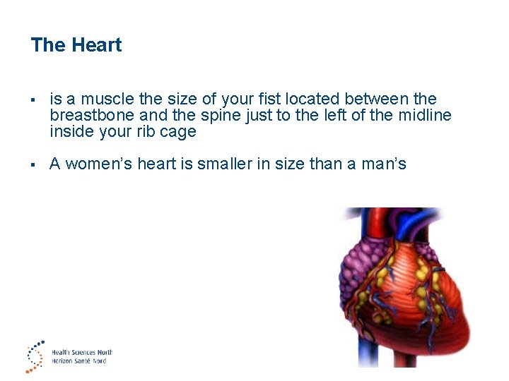 The Heart § is a muscle the size of your fist located between the