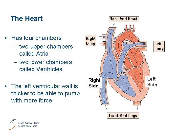 The Heart • Has four chambers – two upper chambers called Atria – two