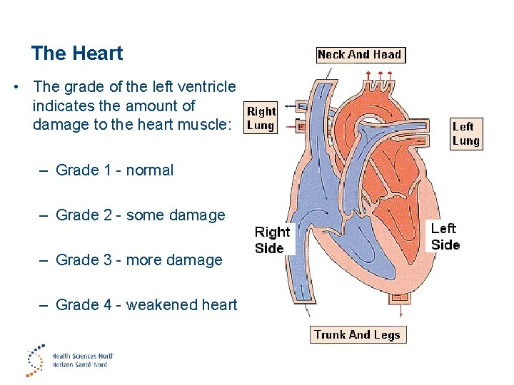 The Heart • The grade of the left ventricle indicates the amount of damage