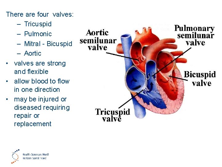 There are four valves: – Tricuspid – Pulmonic – Mitral - Bicuspid – Aortic