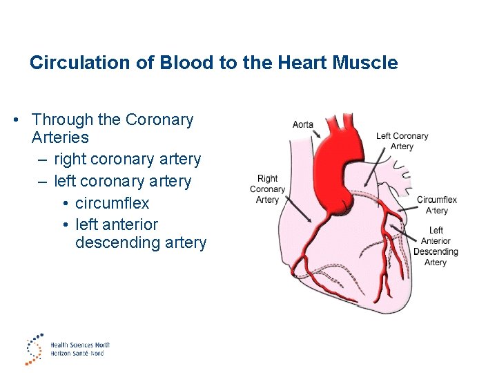 Circulation of Blood to the Heart Muscle • Through the Coronary Arteries – right