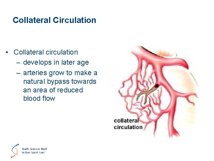 Collateral Circulation • Collateral circulation – develops in later age – arteries grow to