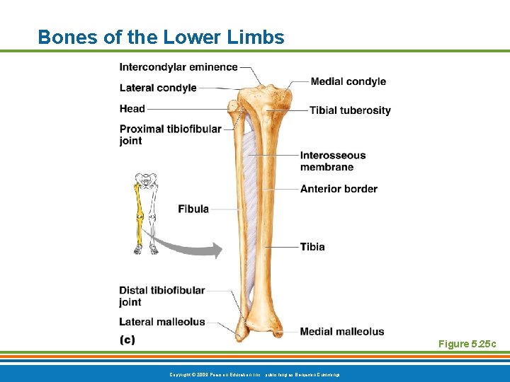 Bones of the Lower Limbs Figure 5. 25 c Copyright © 2009 Pearson Education,