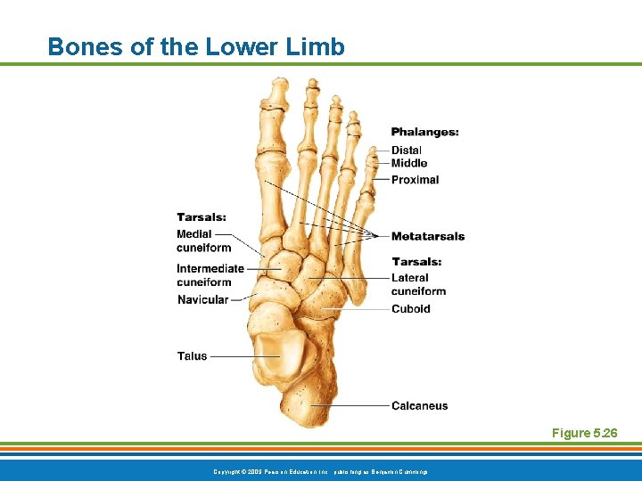 Bones of the Lower Limb Figure 5. 26 Copyright © 2009 Pearson Education, Inc.