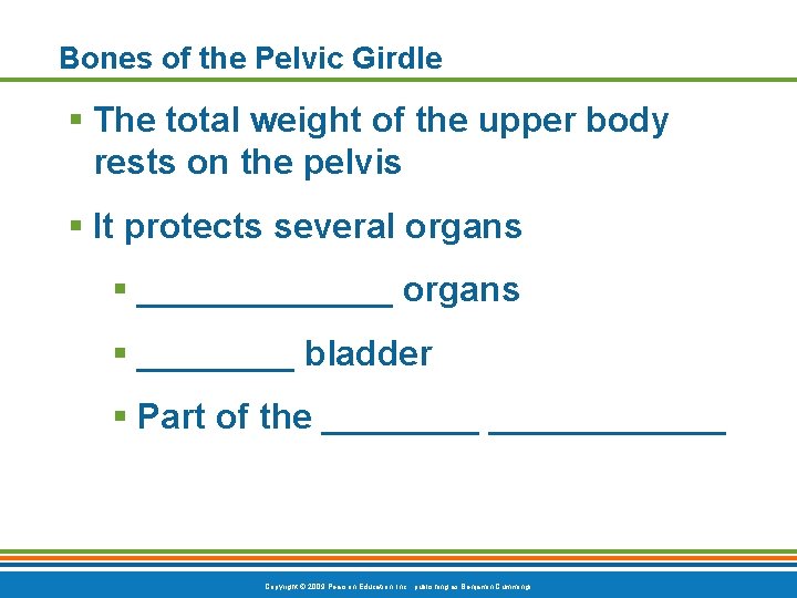 Bones of the Pelvic Girdle § The total weight of the upper body rests