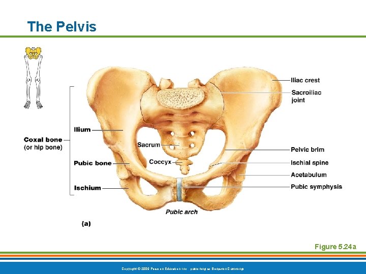 The Pelvis Figure 5. 24 a Copyright © 2009 Pearson Education, Inc. , publishing