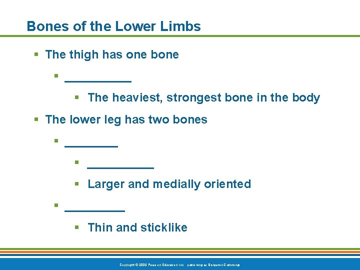 Bones of the Lower Limbs § The thigh has one bone § _____ §