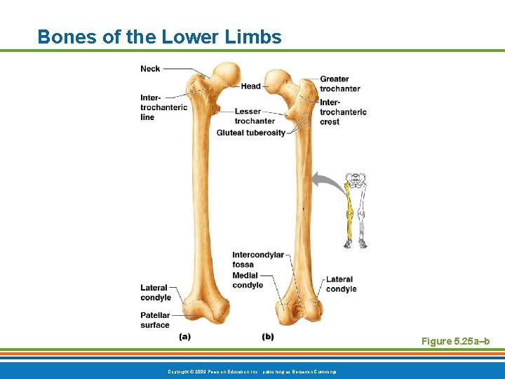 Bones of the Lower Limbs Figure 5. 25 a–b Copyright © 2009 Pearson Education,