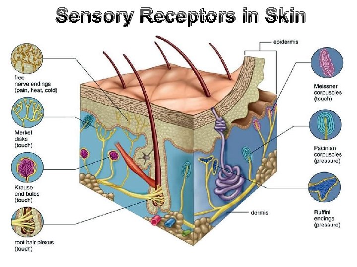 Sensory Receptors in Skin 