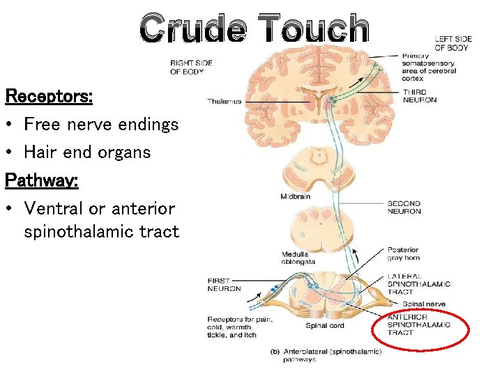 Crude Touch Receptors: • Free nerve endings • Hair end organs Pathway: • Ventral