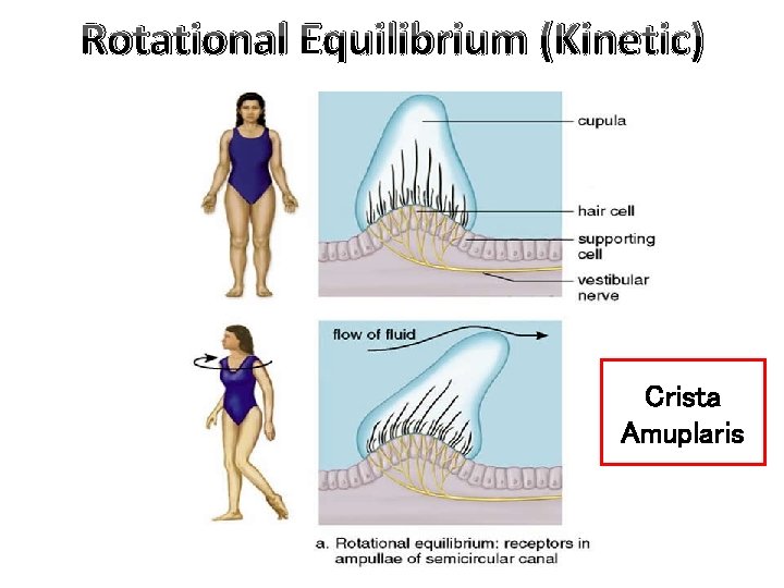 Rotational Equilibrium (Kinetic) Crista Amuplaris 