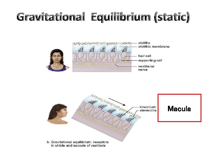 Gravitational Equilibrium (static) Macula 