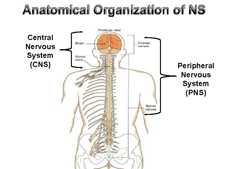 Anatomical Organization of NS Central Nervous System (CNS) Peripheral Nervous System (PNS) 