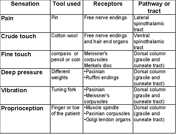 Sensation Pain Crude touch Fine touch Deep pressure Vibration Proprioception Tool used Pin Receptors