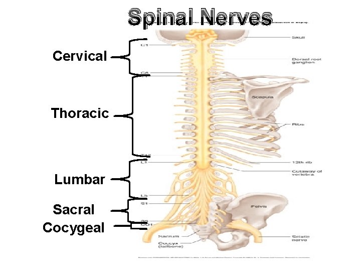 Spinal Nerves Cervical Thoracic Lumbar Sacral Cocygeal 