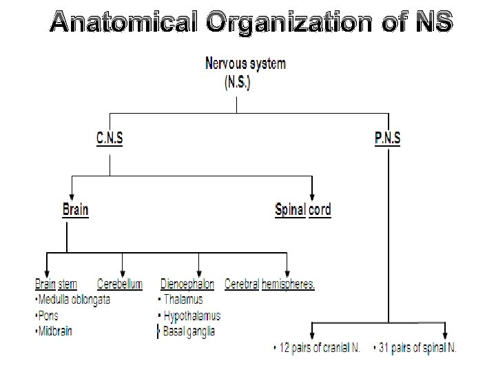 Anatomical Organization of NS 
