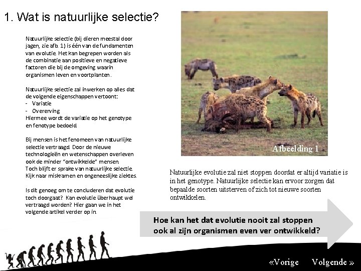 1. Wat is natuurlijke selectie? Natuurlijke selectie (bij dieren meestal door jagen, zie afb.