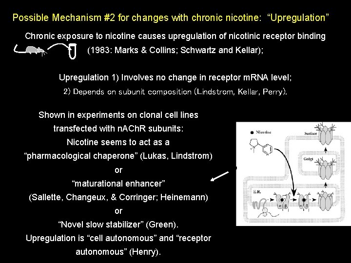 Possible Mechanism #2 for changes with chronic nicotine: “Upregulation” Chronic exposure to nicotine causes