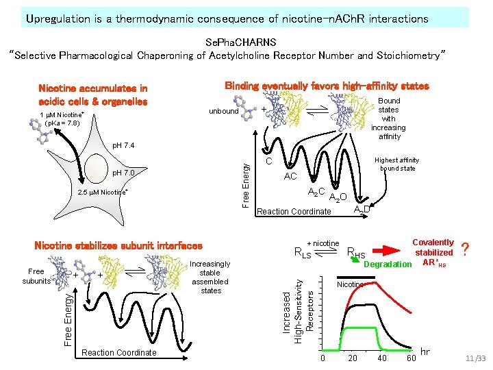 Upregulation is a thermodynamic consequence of nicotine-n. ACh. R interactions Se. Pha. CHARNS “Selective