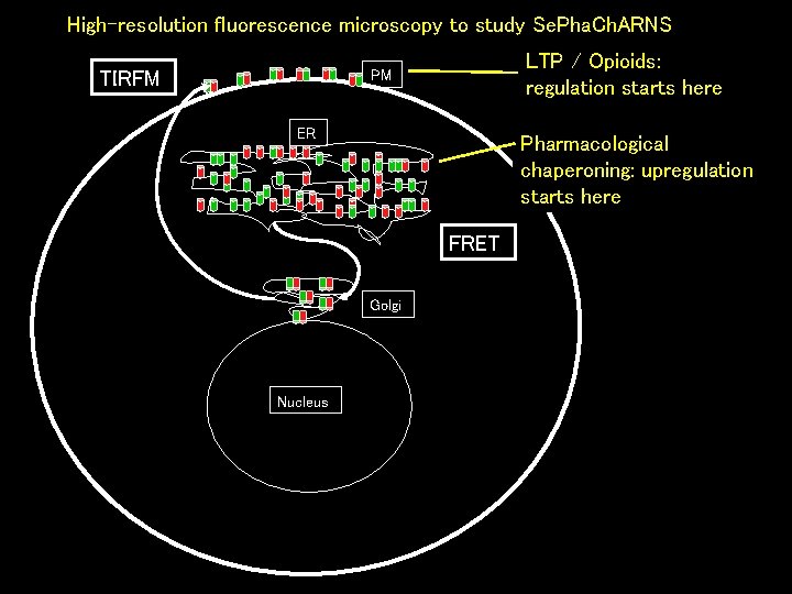 High-resolution fluorescence microscopy to study Se. Pha. Ch. ARNS LTP / Opioids: regulation starts