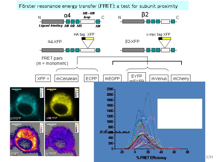 Förster resonance energy transfer (FRET): a test for subunit proximity M 3 - M
