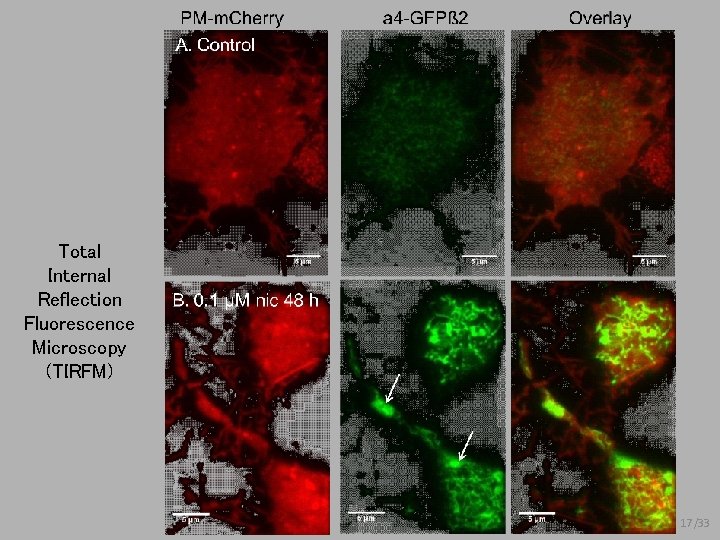 Total Internal Reflection Fluorescence Microscopy (TIRFM) 17/33 