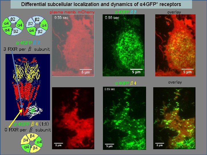 Differential subcellular localization and dynamics of α 4 GFP* receptors plasma memb. m. Cherry