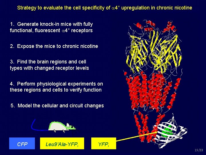 Strategy to evaluate the cell specificity of 4* upregulation in chronic nicotine 1. Generate