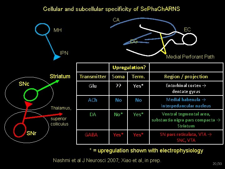 Cellular and subcellular specificity of Se. Pha. Ch. ARNS CA EC MH DG IPN