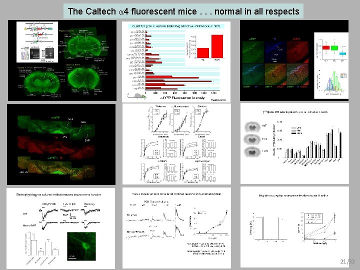 The Caltech 4 fluorescent mice. . . normal in all respects 21/33 