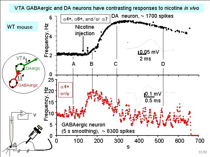 Frequency, Hz VTA GABAergic and DA neurons have contrasting responses to nicotine in vivo