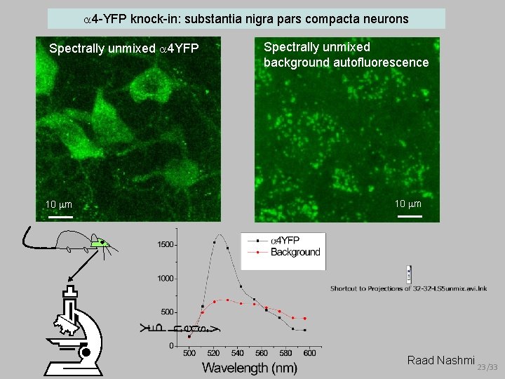  4 -YFP knock-in: substantia nigra pars compacta neurons Spectrally unmixed 4 YFP 10