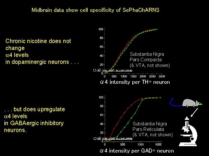 Midbrain data show cell specificity of Se. Pha. Ch. ARNS Chronic nicotine does not